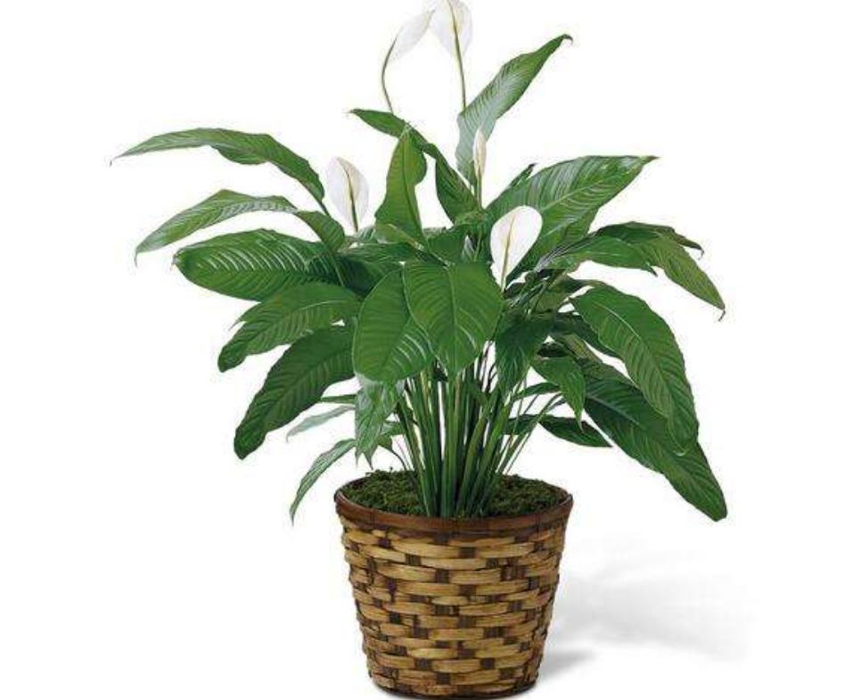 白掌叶子灰蒙蒙的不亮要怎么解决,白掌叶子发黑怎样养白掌才能旺盛