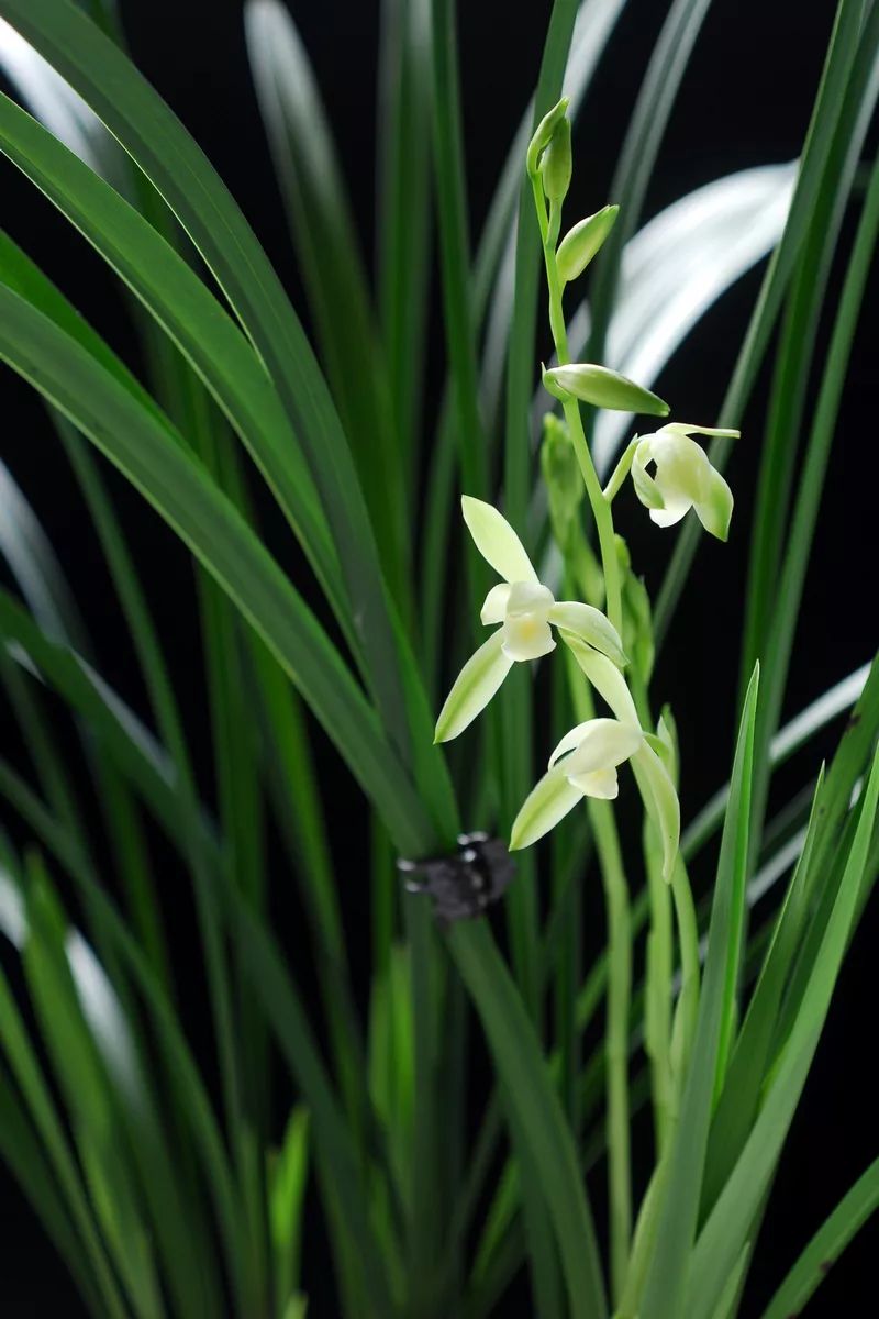 兰花的种植方法如何使其多开花,兰花开花季节可以种兰花吗