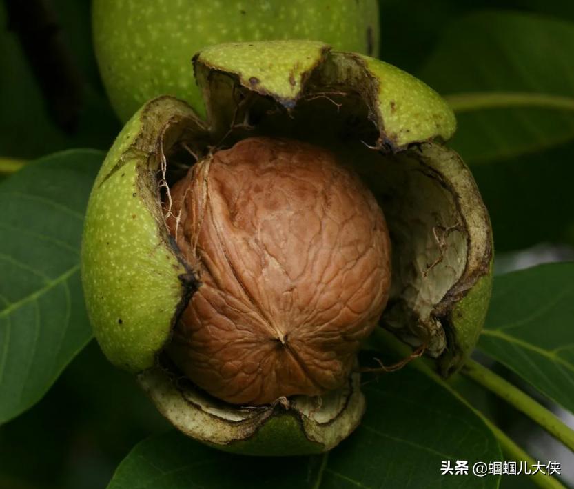 所有的新疆特产,旅游从新疆带的特产