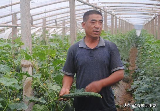 黄瓜苗期死苗用什么药灌根,种植黄瓜缺苗怎么办