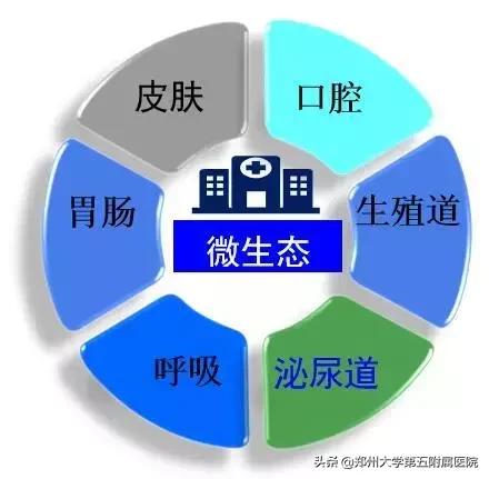 关于肠道微生态的故事,肠道微生态的重要性和调理方法