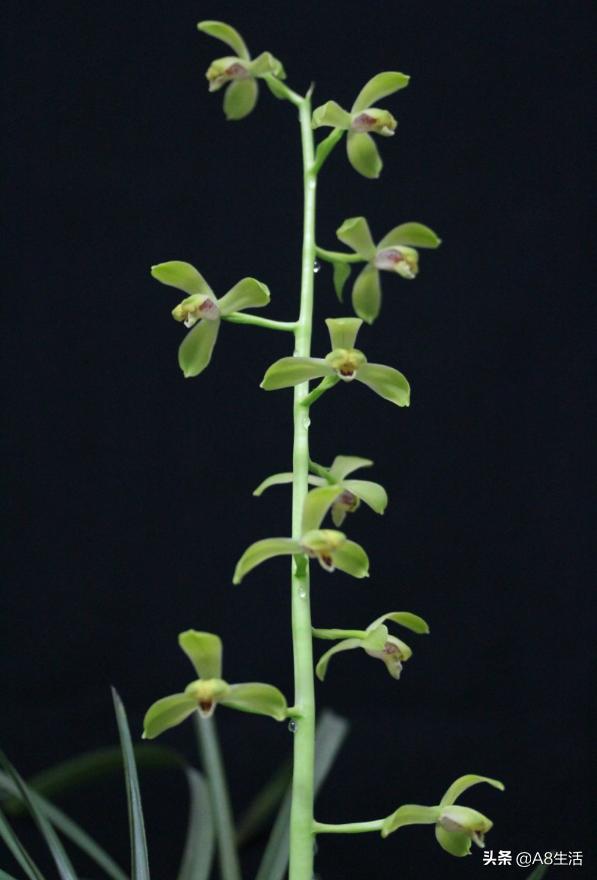 每日一品,蕙兰潘绿梅和庆华区别