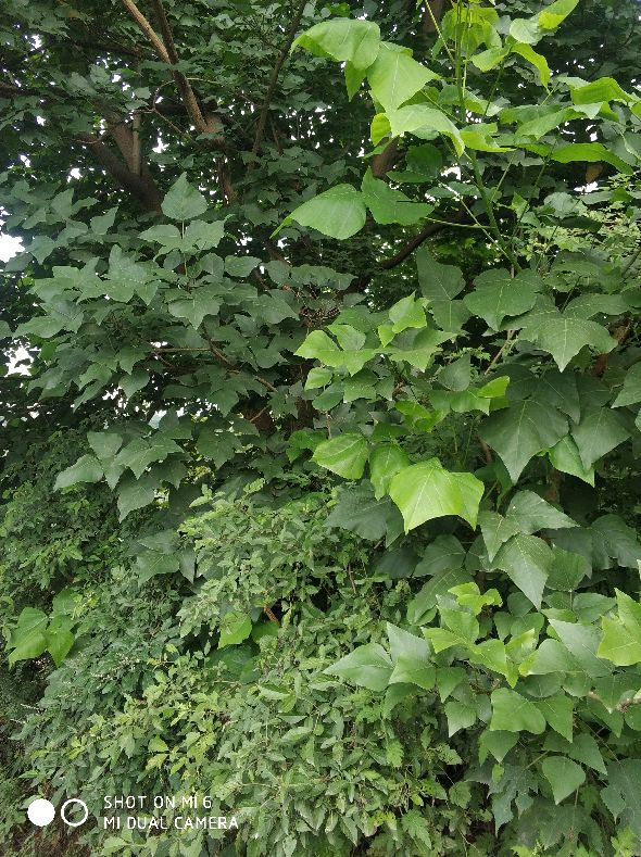 春玉米出苗后怎么防止鸟吃苗,玉米种植防鸟最好方法