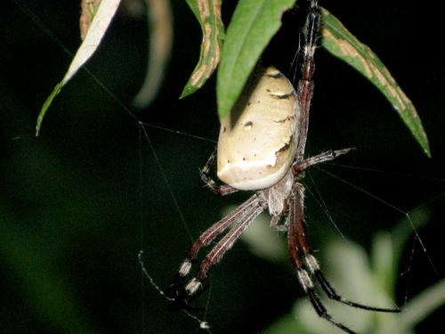 昆虫的情感世界并不逊色于人类,它们也有形形色色的求爱招数
