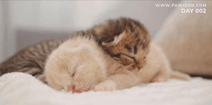 国家一级保护野生猫,国家一级保护哺乳动物名单