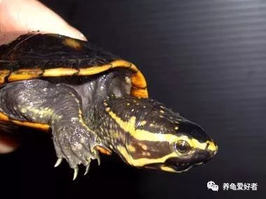 养龟秘诀,养龟掌握这九大秘诀还怕养不好吗