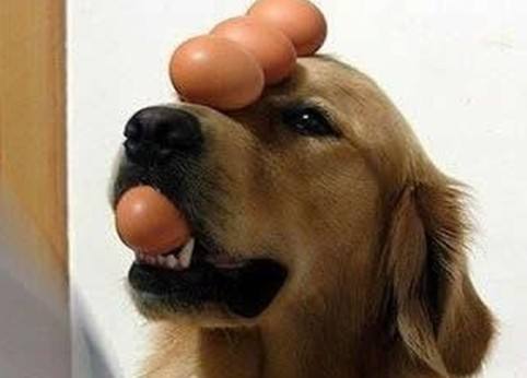 宠物狗训练视频教程全集,宠物狗训练方法和技巧