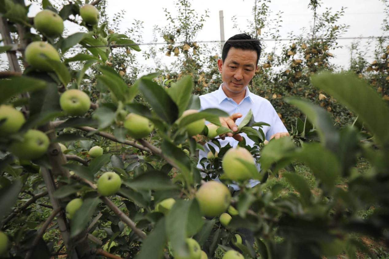 陕西扶风樱桃映红致富路,图说卢氏深山农户走上甜蜜致富路