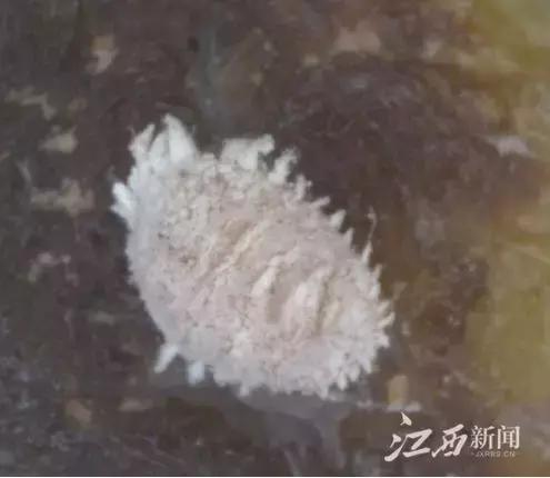 海关在空港口岸截获入侵物种“田园杀手”非洲大蜗牛