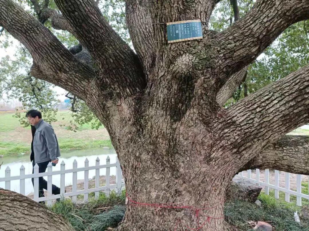 苏州东山碧螺春品尝,高端苏州洞庭山碧螺春