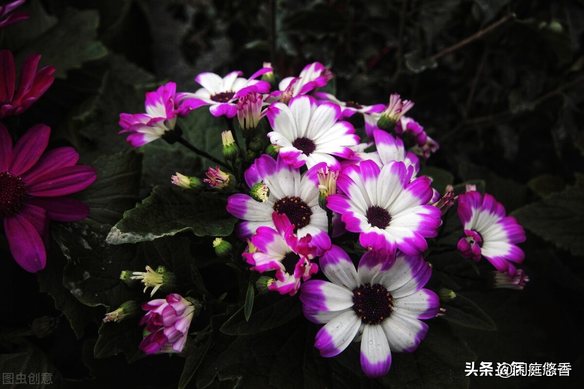 100种常种花卉养护秘籍,20种花卉浇水保养法