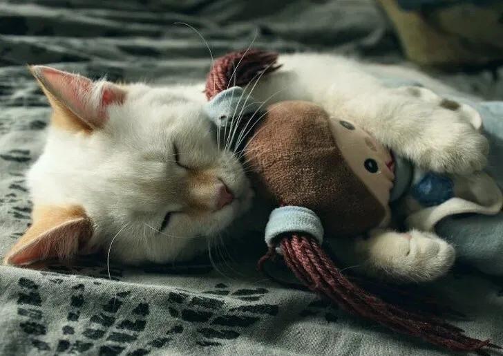 新手猫奴知识大全,猫奴初学者