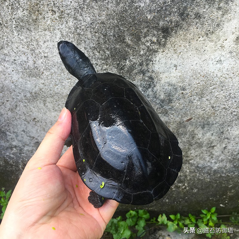 野生龟和饲养龟哪种好,养龟最好是要买哪种龟