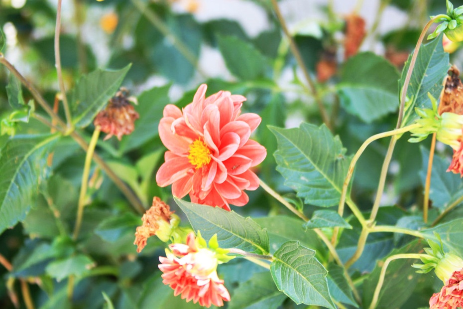 米亚罗-大美理礼县