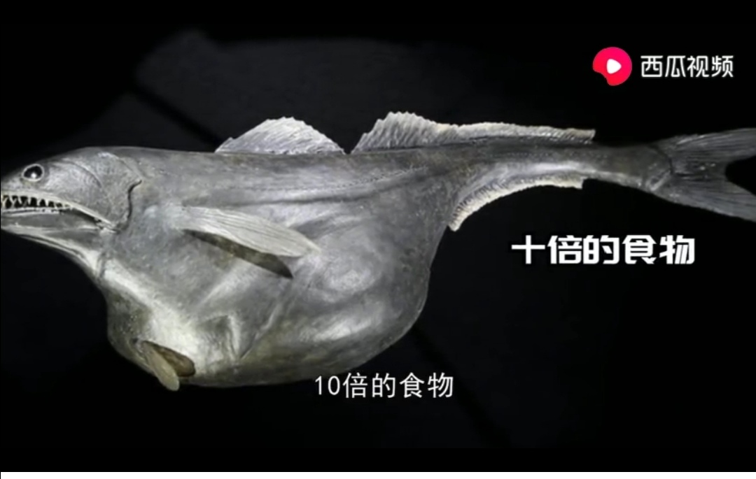 成都出现“鱼吃荷花”奇景?西瓜视频带你看拥有超能力的神奇生物