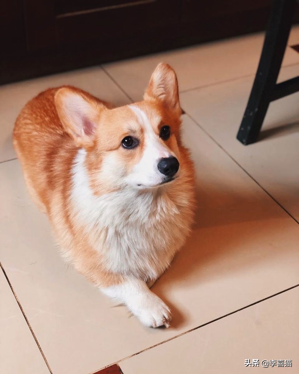 辟谣:并不是所有小型犬都不追求运动量,小短腿柯基就很需要运动