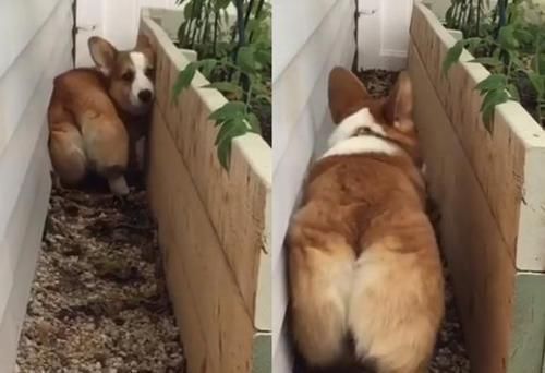 金毛好像被什么卡住,金毛被卡住了怎么办