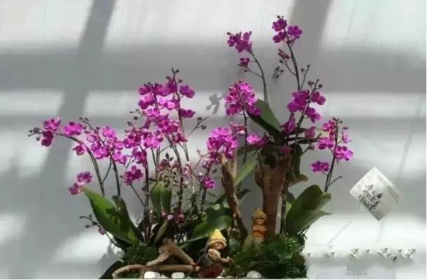 极品中的精品兰花,带你回忆天价兰花蕙兰篇