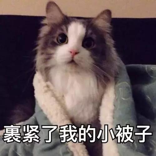 5000以上的自动猫砂盆,给猫买好多碗