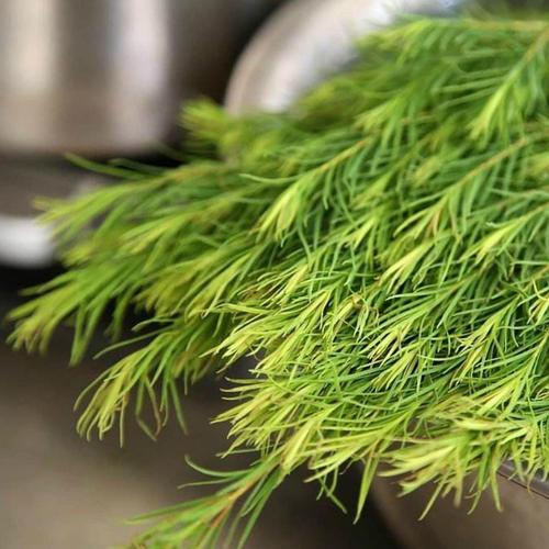 澳洲茶树什么味,澳洲茶树茶