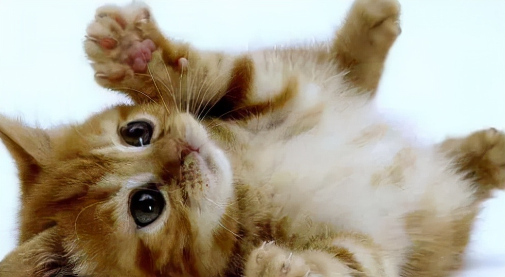 猫零食十大品牌排行榜,猫零食品牌推荐性价比高