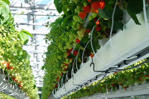 荷兰美景的照片,好看的荷兰风景图