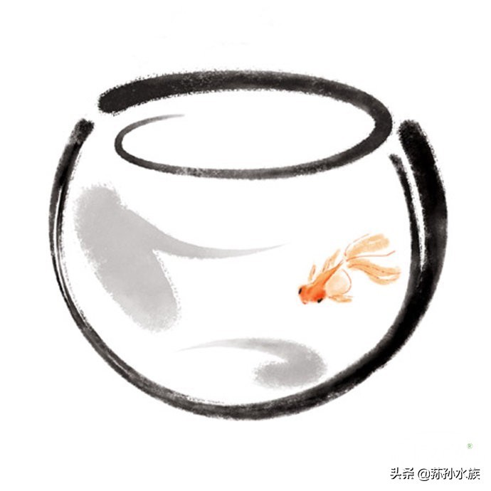 古法养金鱼高手,古法养金鱼抽底