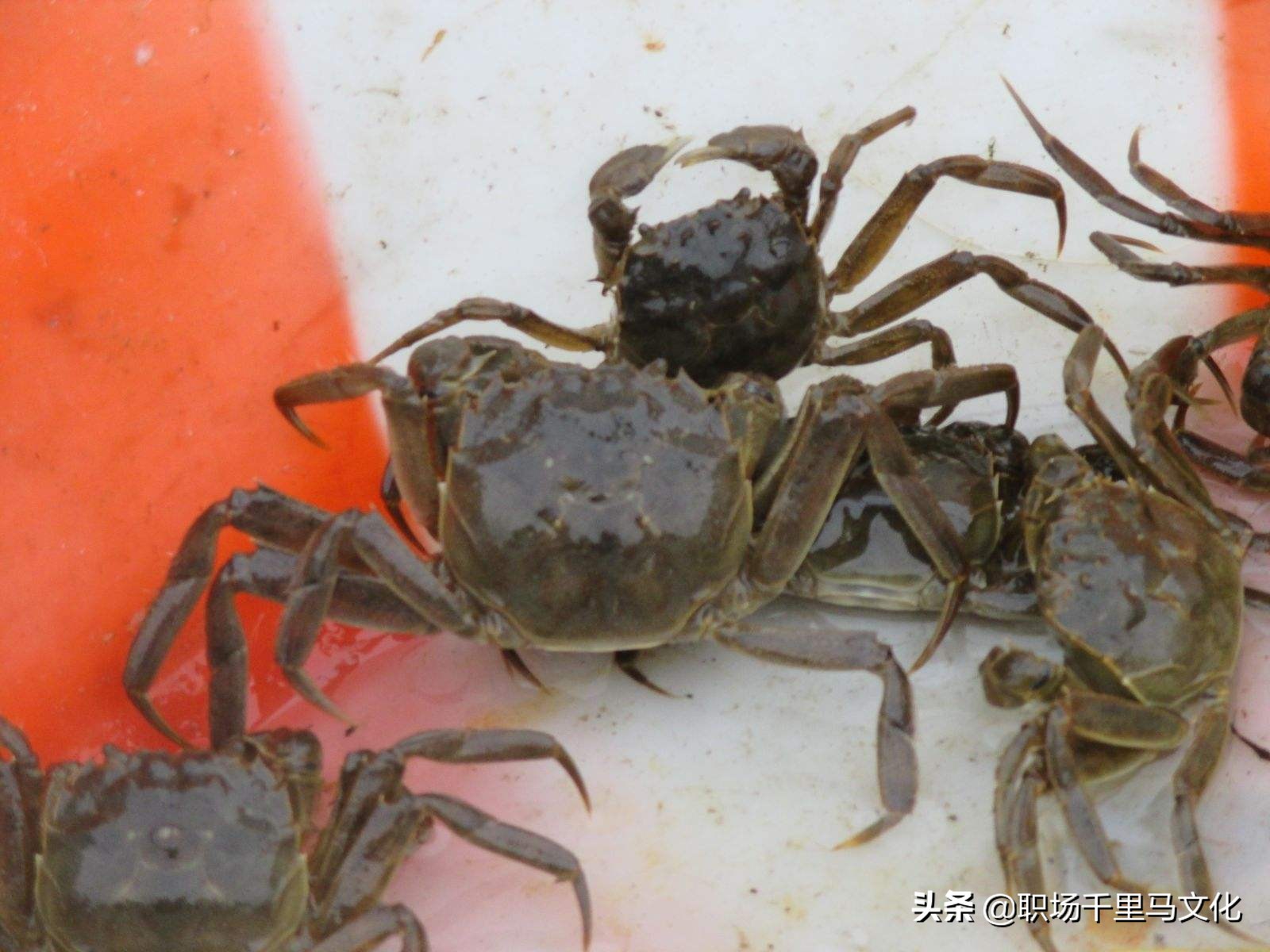 管理团队六大禁忌,论如何做好团队中层管理者