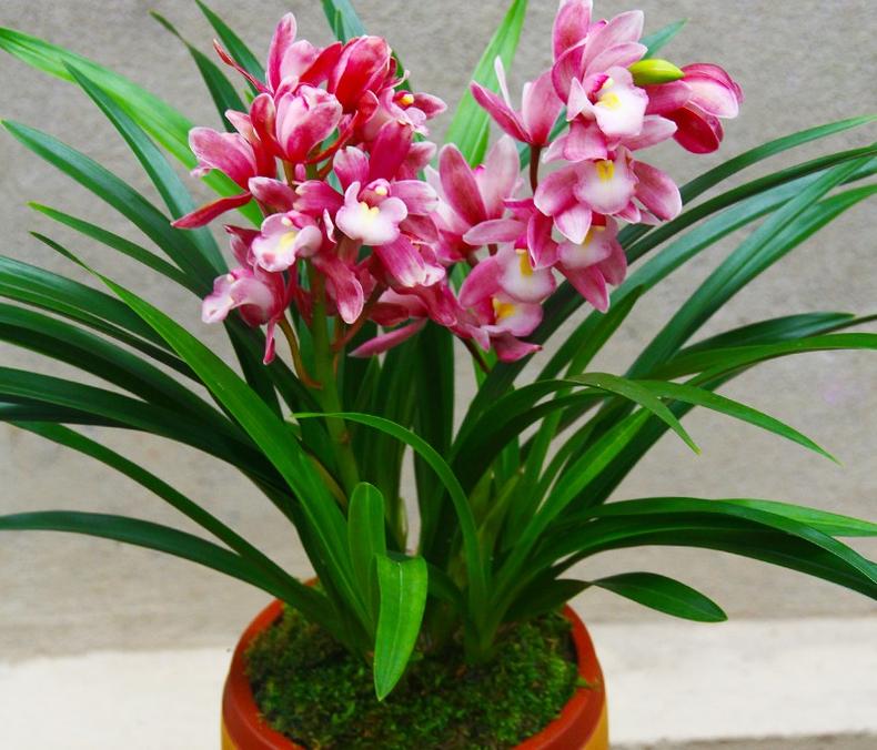 清雅迷人的兰花，品德高洁，犹如翩翩起舞的仙女受人喜爱