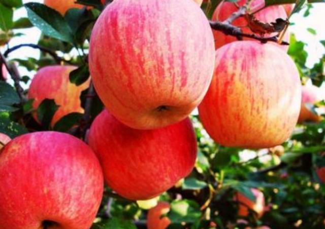 苹果怎么选能选到又甜又脆的,苹果要怎么选才是最甜的