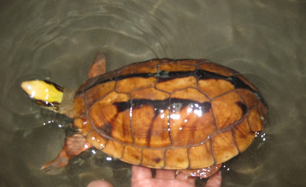 龟类大百科,大眼睛龟类