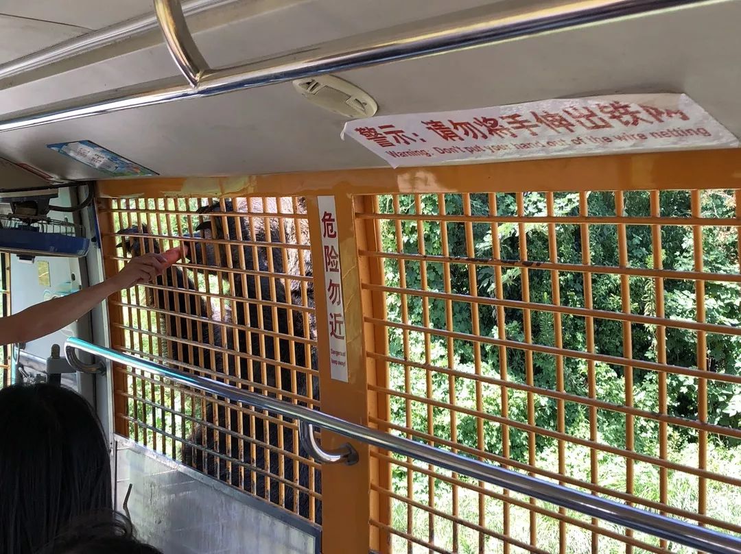 上海动物园打卡攻略,上海野生动物园的旅游路线示意图