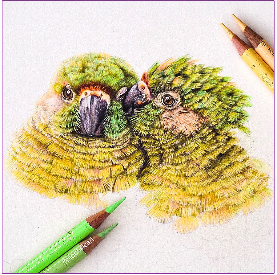 圆形牛皮纸彩铅画花鸟,彩铅画绿藤花鸟图片大全