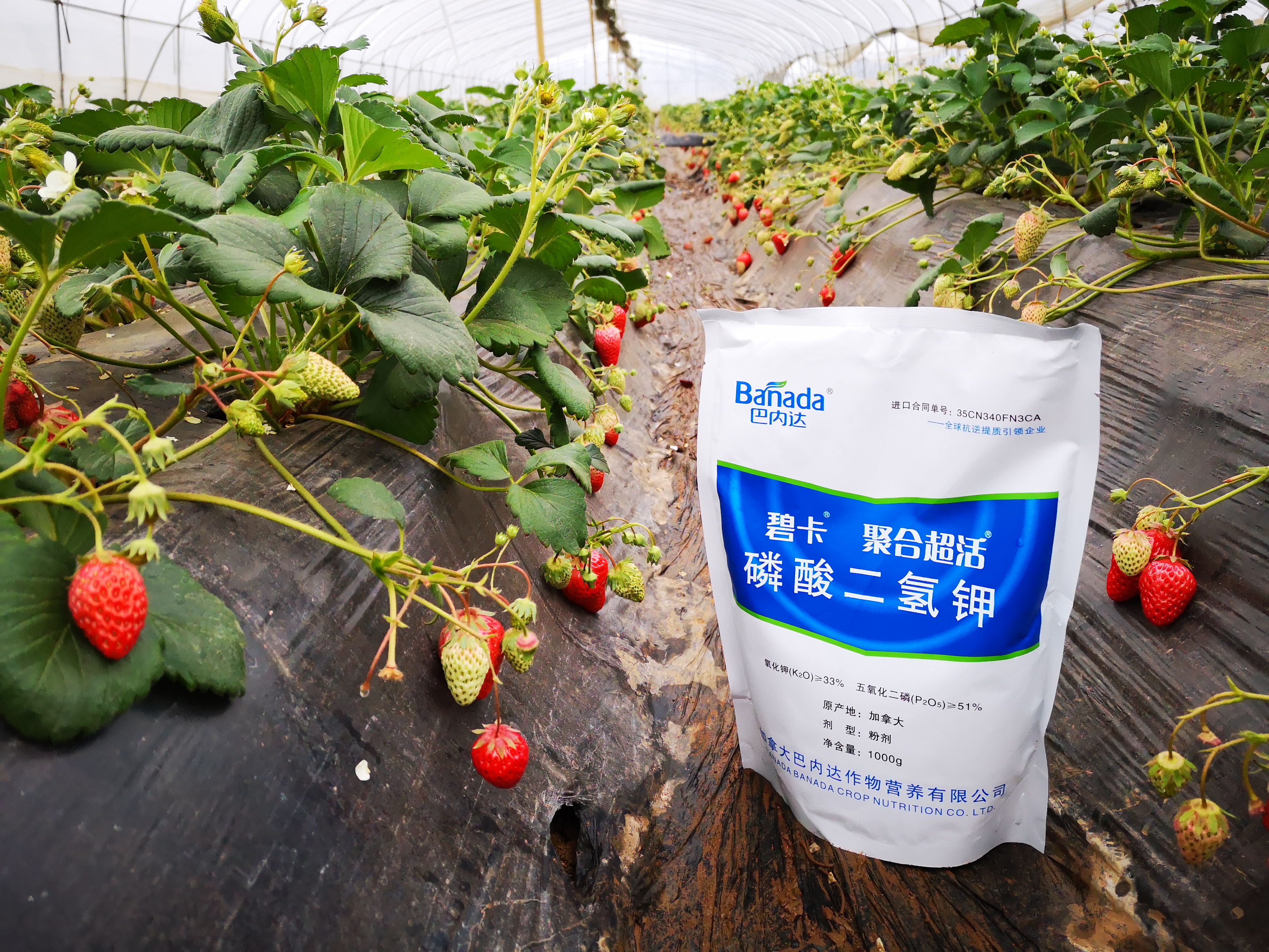 买到假货磷酸二氢钾怎样举报,磷酸二氢钾假货是肥效不够吗