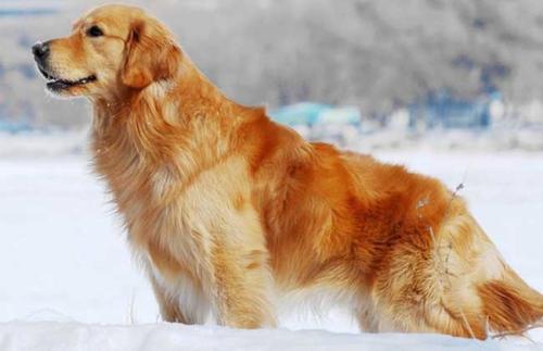 长毛犬推荐公的还是母的,新手怎么选宠物狗小型犬