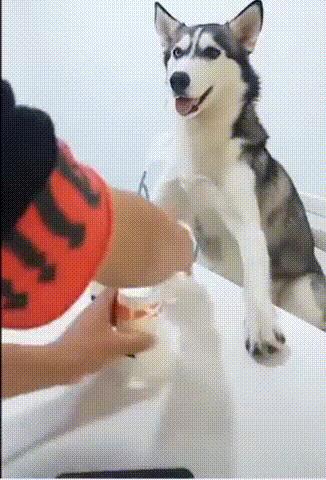 微胖渐欲迷人眼分分钟缴械投降的动态图