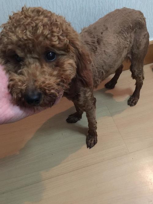 泰迪狗狗偏瘦怎样喂才能长胖,泰迪一岁半六斤偏瘦吗