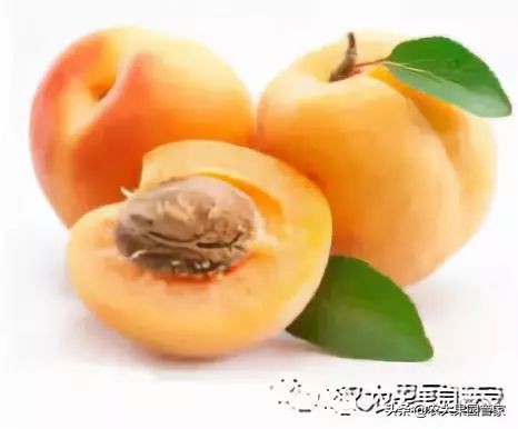 种植新品种果树苗一手货源,各种新品种果树苗木一手货源