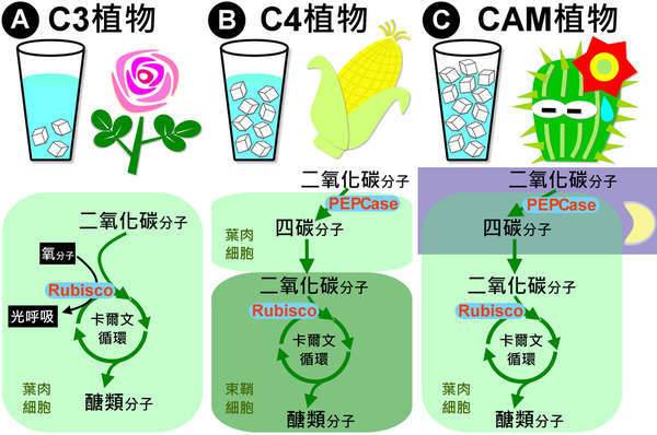 几亿年前的恐龙是怎么灭绝的,恐龙时期恐龙是怎么灭绝的