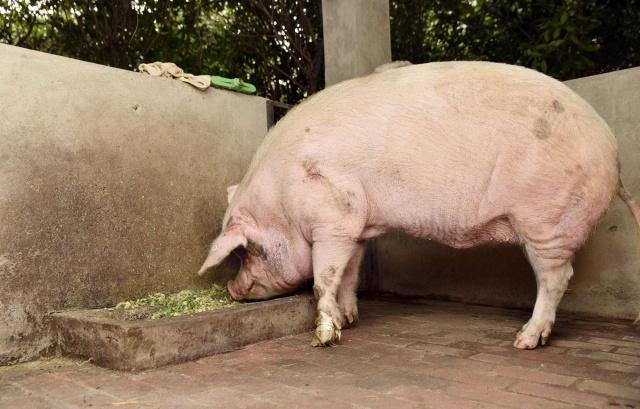 一只猪一岁的寿命是人类的多少岁,猪的寿命和人的寿命