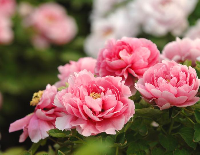 庄子二则优秀教学设计,八年级庄子二则教案