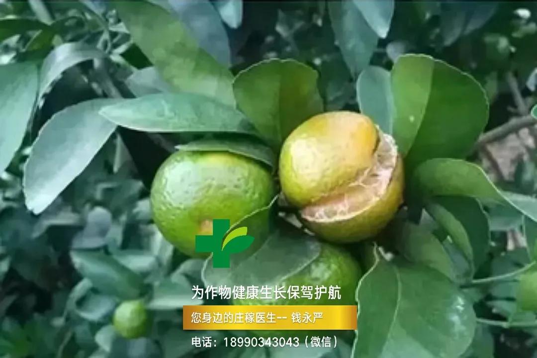 柑橘缺钙生理病害 (柑橘缺钙症状视频)