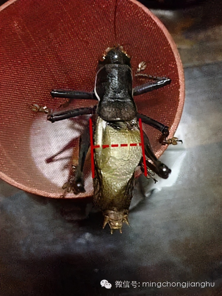 冬蝈蝈怎么挑选,介绍蝈蝈的说明方法