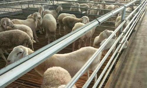 小型养羊场如何建设?养羊赚钱必备知识,如何年收入10万以上?