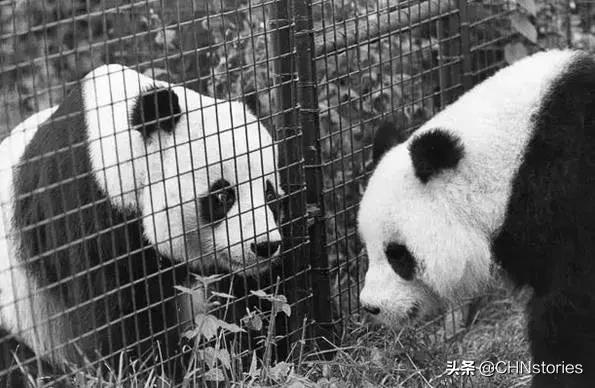 熊猫贝贝美国饲养员,海归大熊猫贝贝中国饲养员