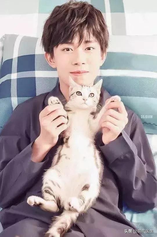 猫怎么越长越丑,为什么猫长得越丑越受欢迎