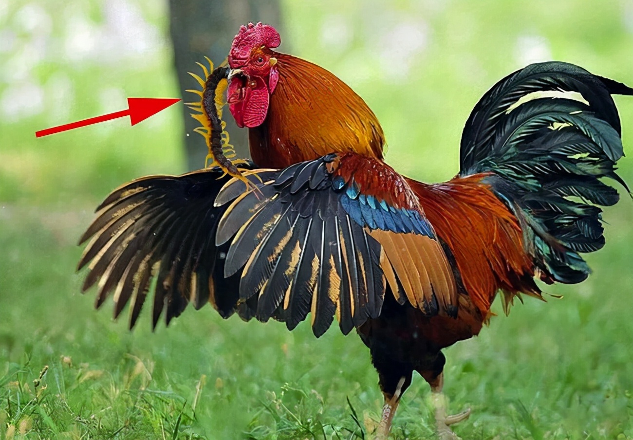 晚上在被子里发现蜈蚣,耳朵里取出蜈蚣