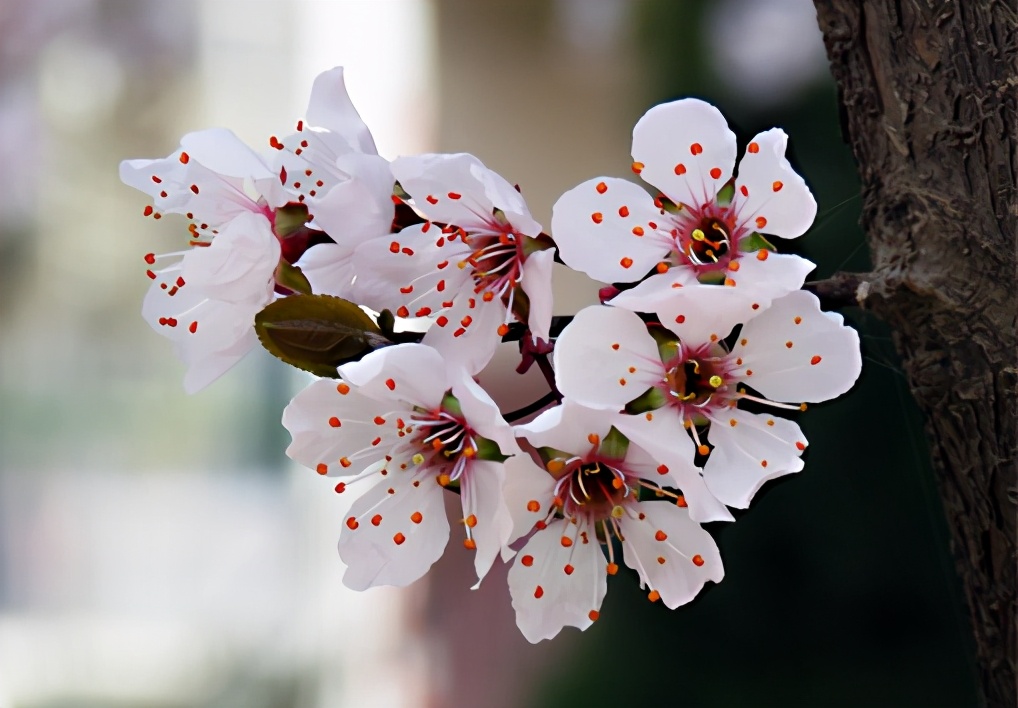 梅李桃樱杏如何区分,梅杏桃李樱梨海棠怎么区分