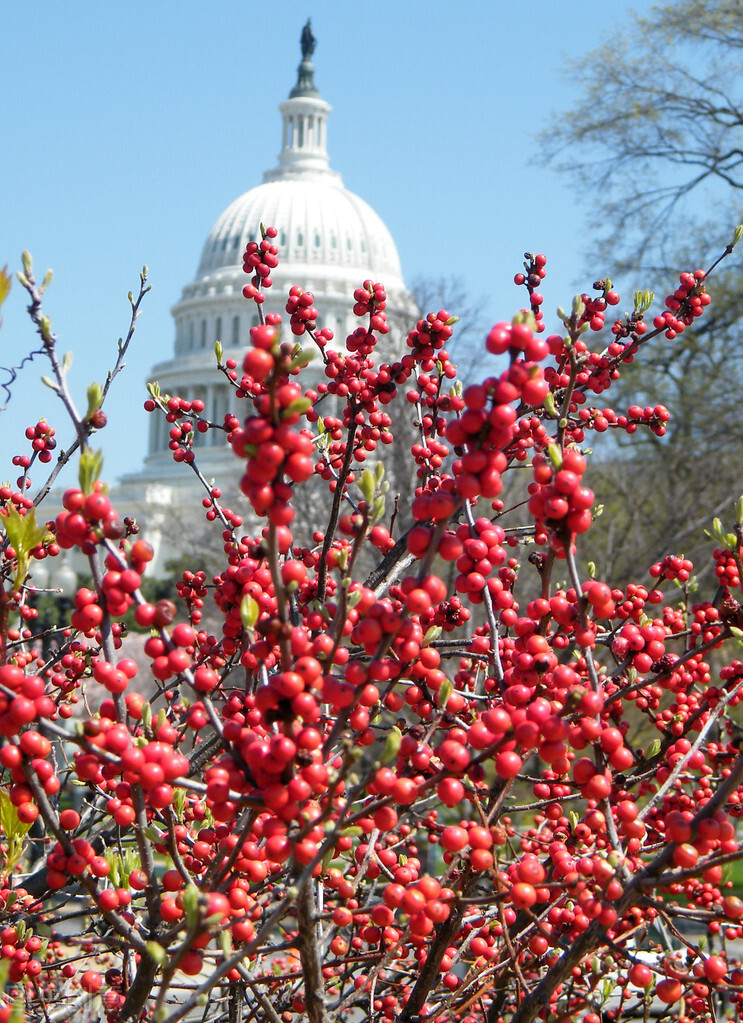 盆栽观果植物有哪些,观果植物具备哪些特征