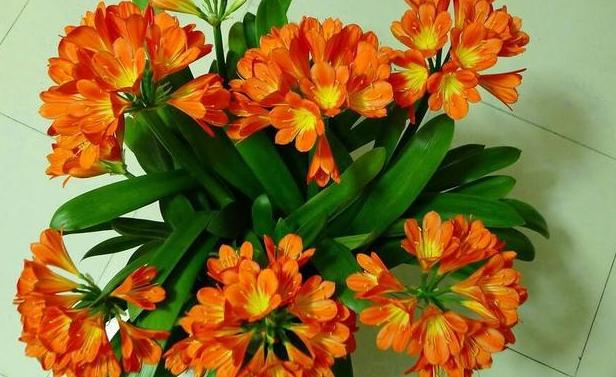 在家里养殖致富,发财树黄叶烂根怎么处理